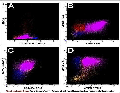 BM flow cytometry