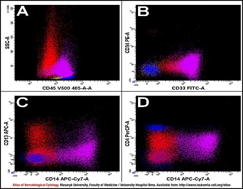 BM flow cytometry