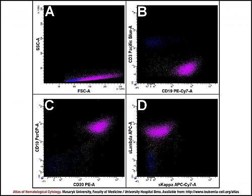 Lymph node flow cytometry