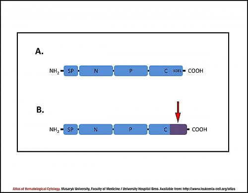 Schematic representation of the calreticulin protein