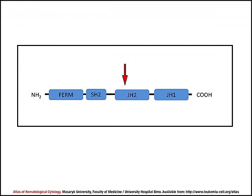 Schematic representation of Jak2 protein